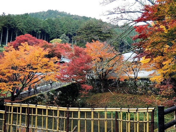 円通寺池の周囲紅葉