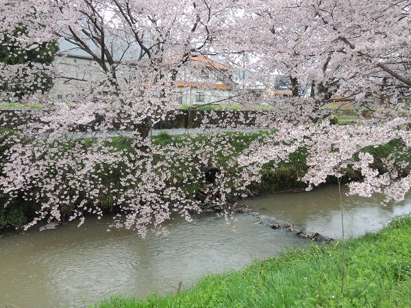黒井川桜
