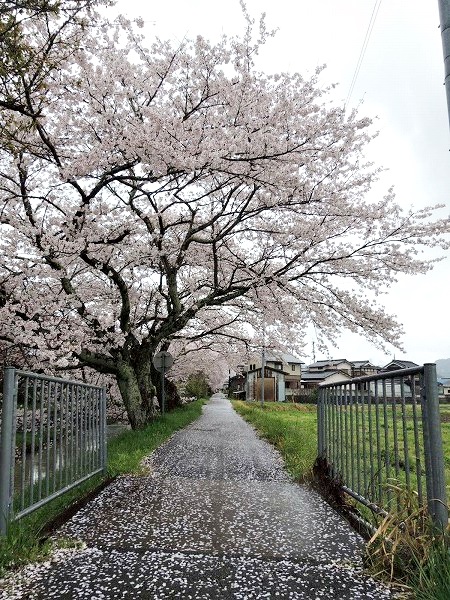 黒井川桜