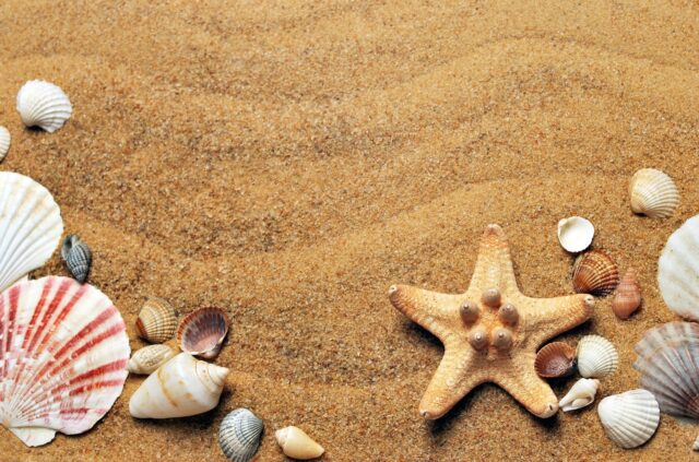 砂と貝殻