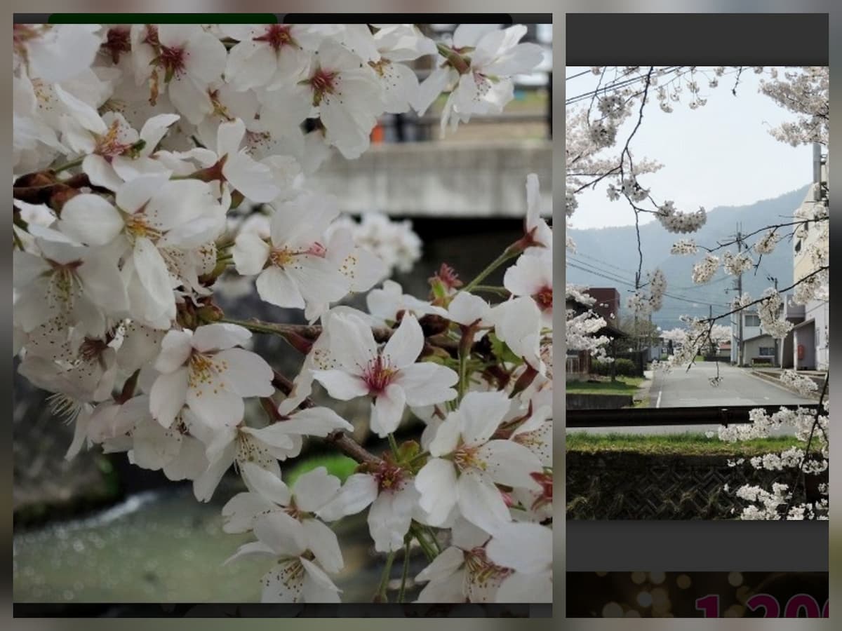 丹波市の黒井川の桜の様子