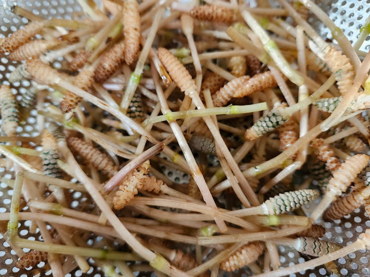 つくしのはかまを取ってザルに入れた様子