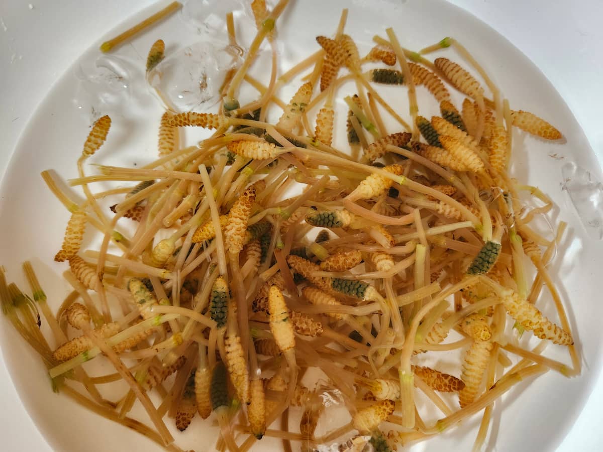 つくしを氷水に浸してあく抜きしている様子