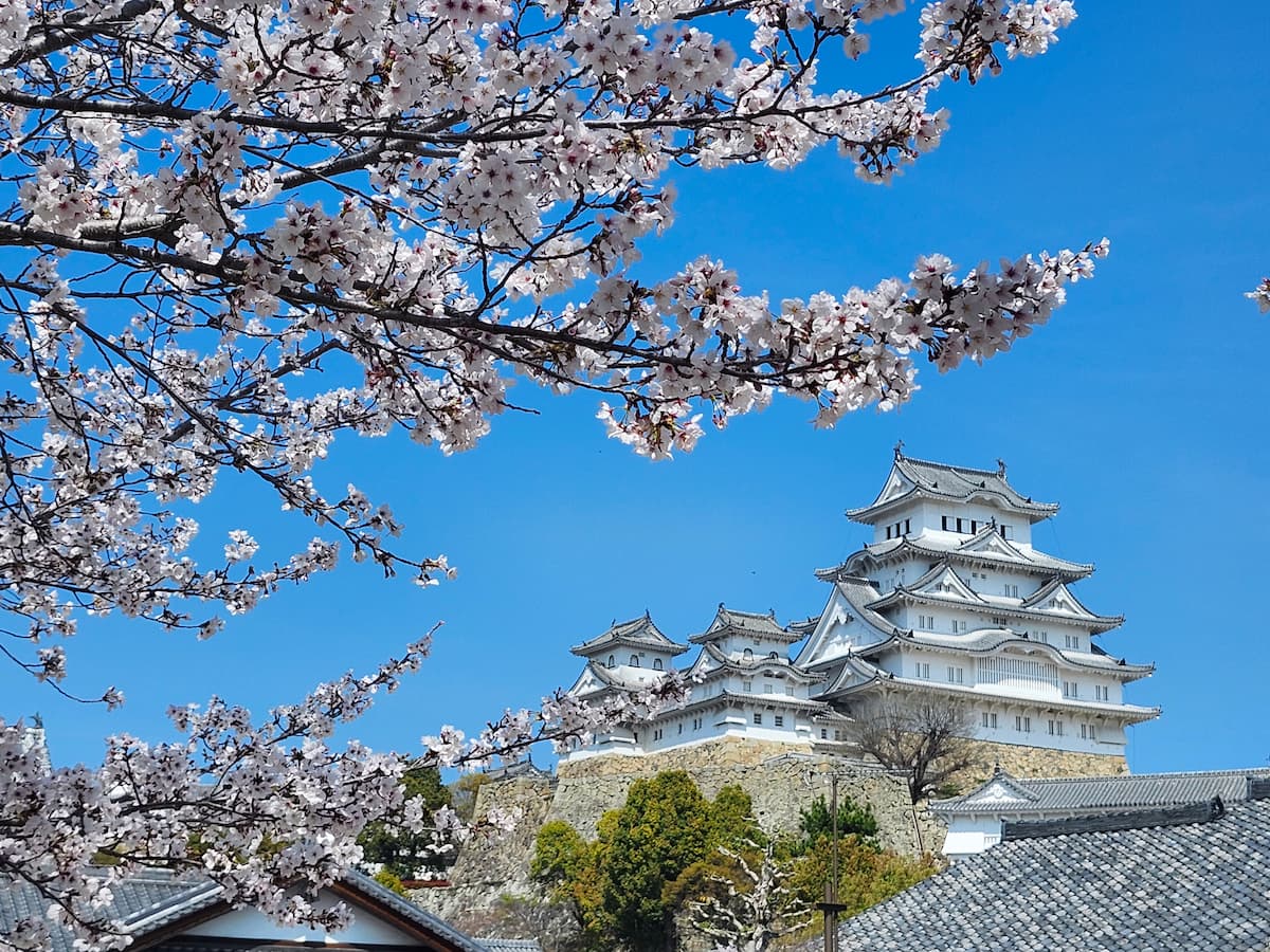 姫路城と桜
