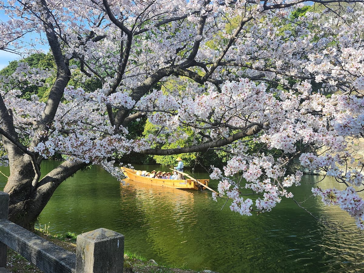 姫路城の桜とお堀に浮かんだ舟