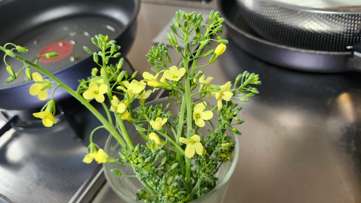 茎ブロッコリーセニョールの花