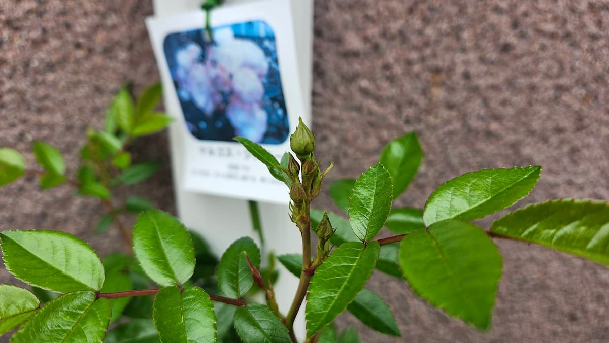 膨らみ始めたミニバラのつぼみ