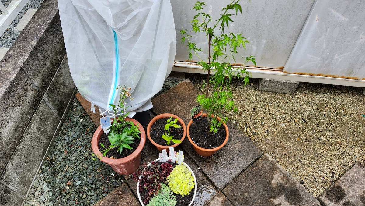 鉢植えしたばかりのもみじと多肉植物と青じそとルリマツリとツルハナナス