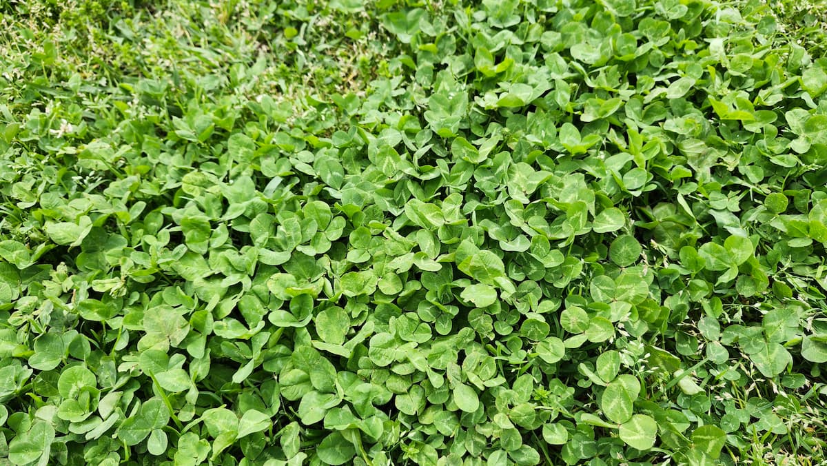 クローバーがいっぱいの地面