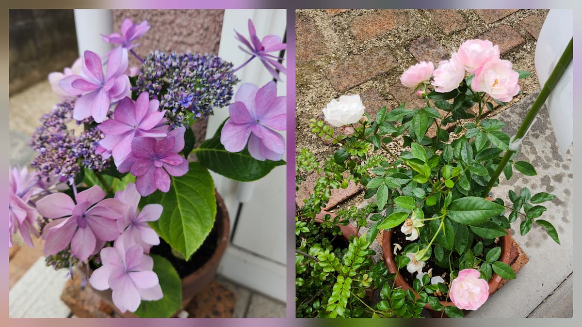 ピンクパープルの紫陽花のダンスパーティーとピンク色のミニバラ