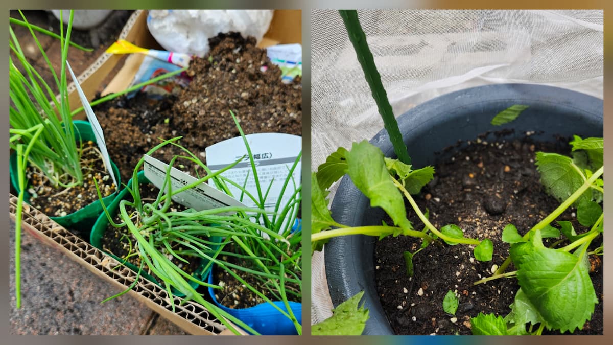 プランターに植えたばかりのネギと大葉の苗の様子