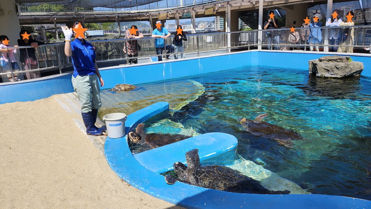 姫路市立水族館　ウミガメの餌やりショー