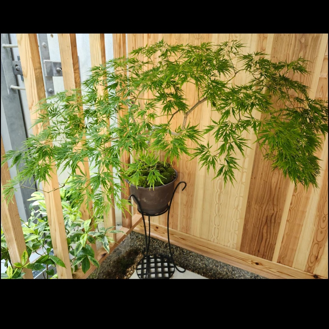 青しだれの鉢植え