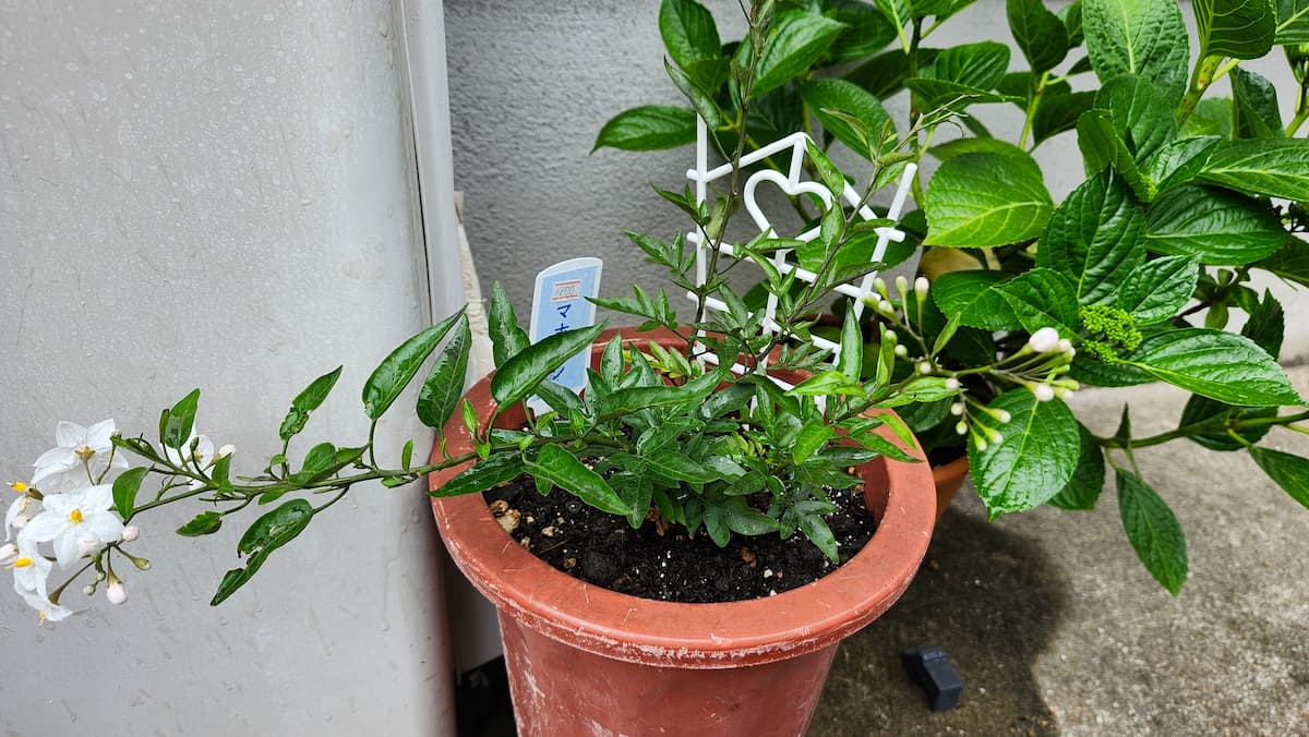 植木鉢に植えたツルハナナスの白い花