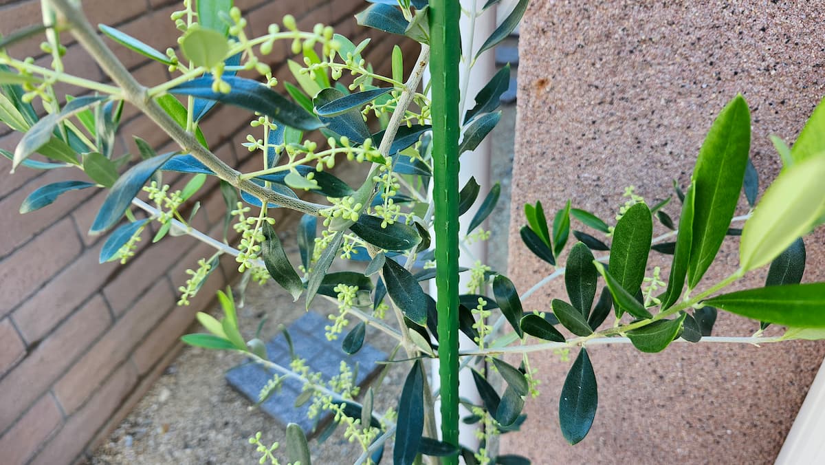 オリーブの木の新芽が出てきた様子