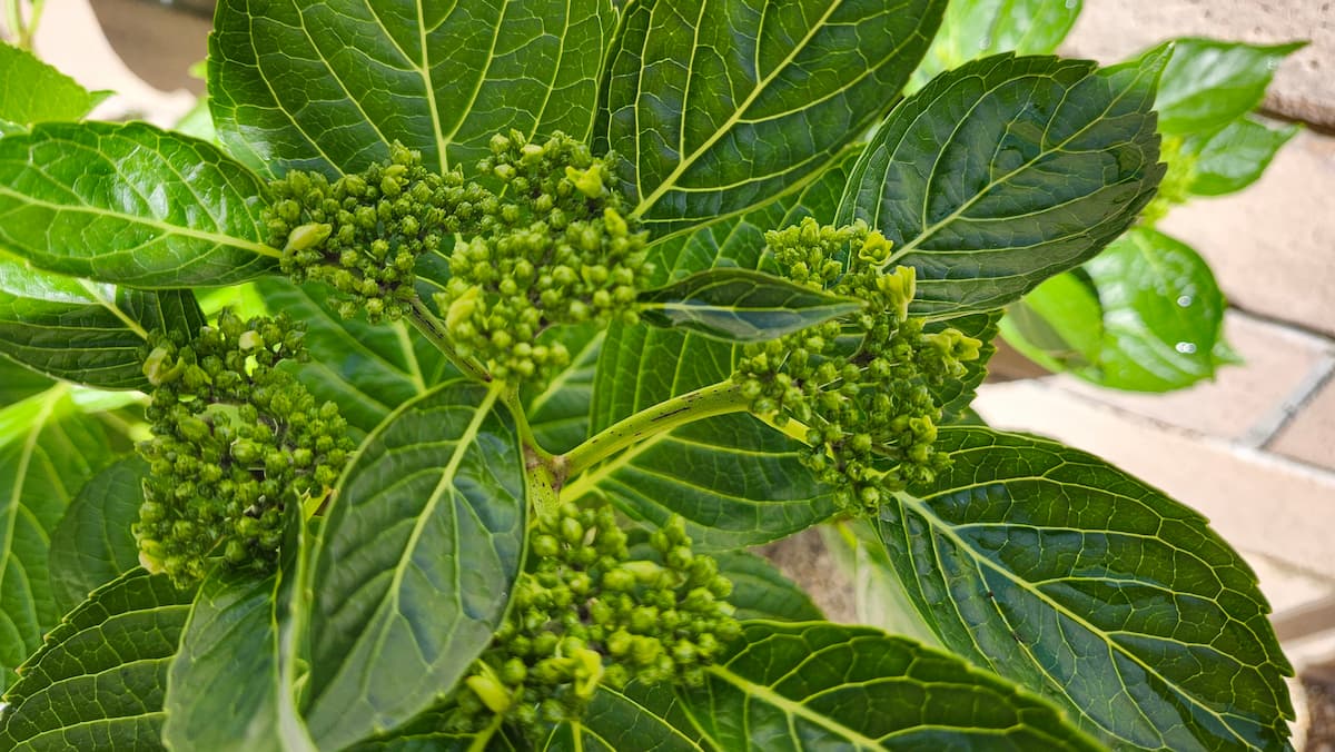 紫陽花ダンスパーティーのつぼみが膨らんできた様子