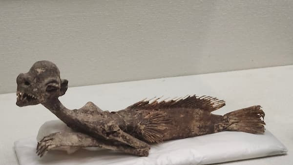 兵庫県立歴史博物館「妖怪・幻獣づくし」人魚のミイラ全身の様子