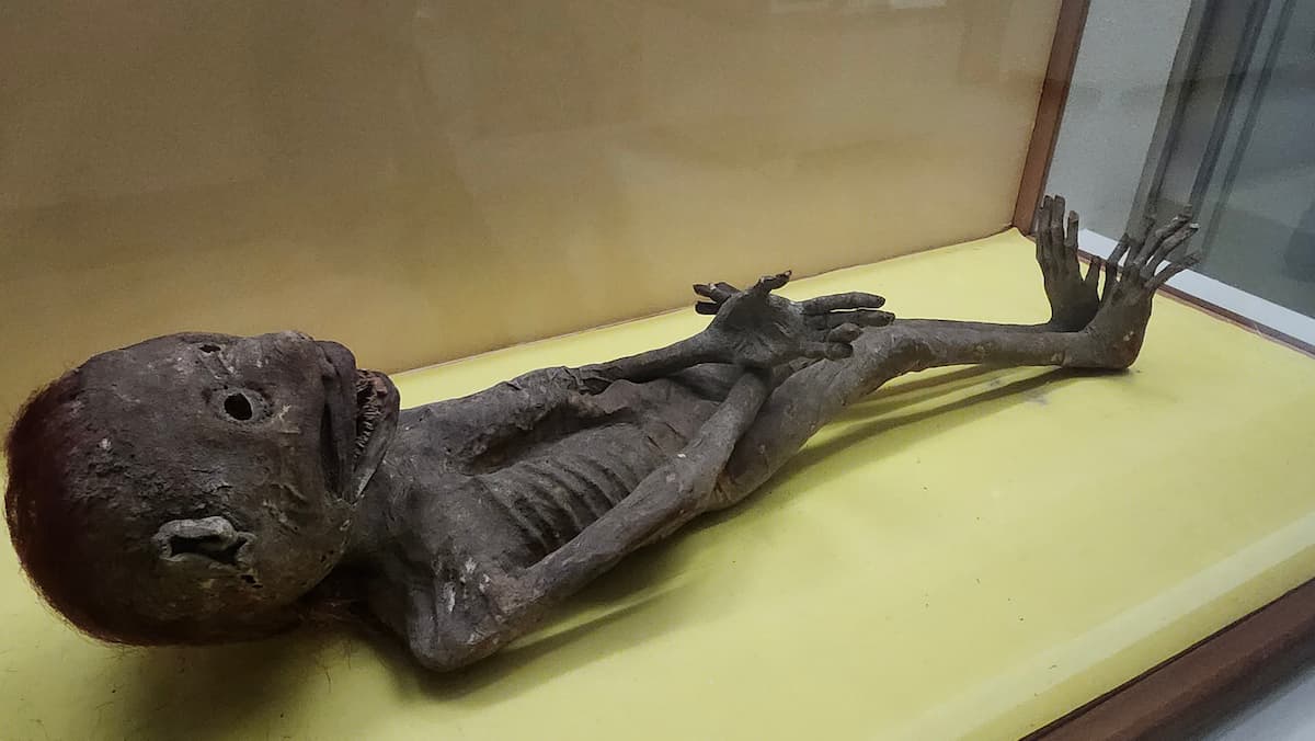兵庫県立歴史博物館「妖怪・幻獣づくし」人魚のミイラ全身