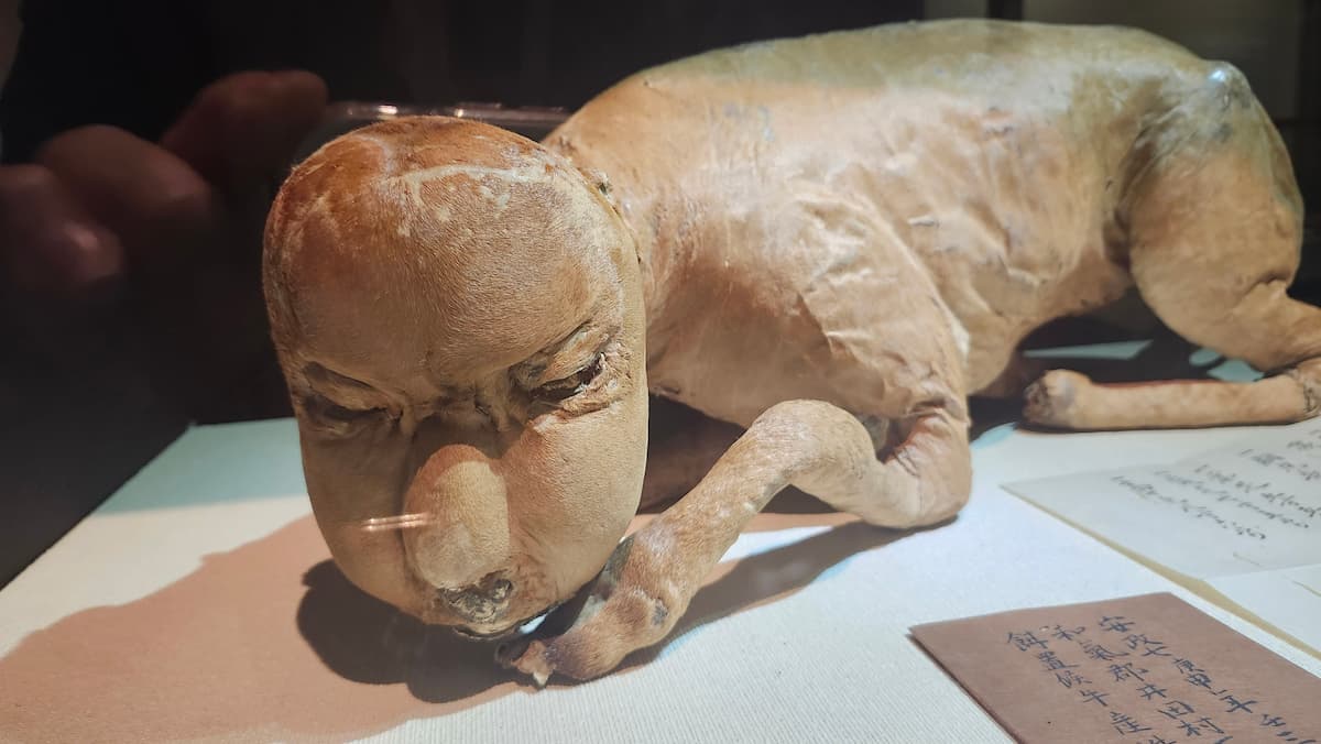 兵庫県立歴史博物館 妖怪・幻獣づくしの「件(くだん)」のミイラ全身