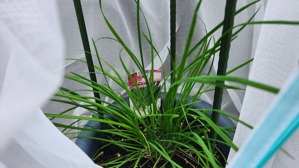 家庭菜園のニラ