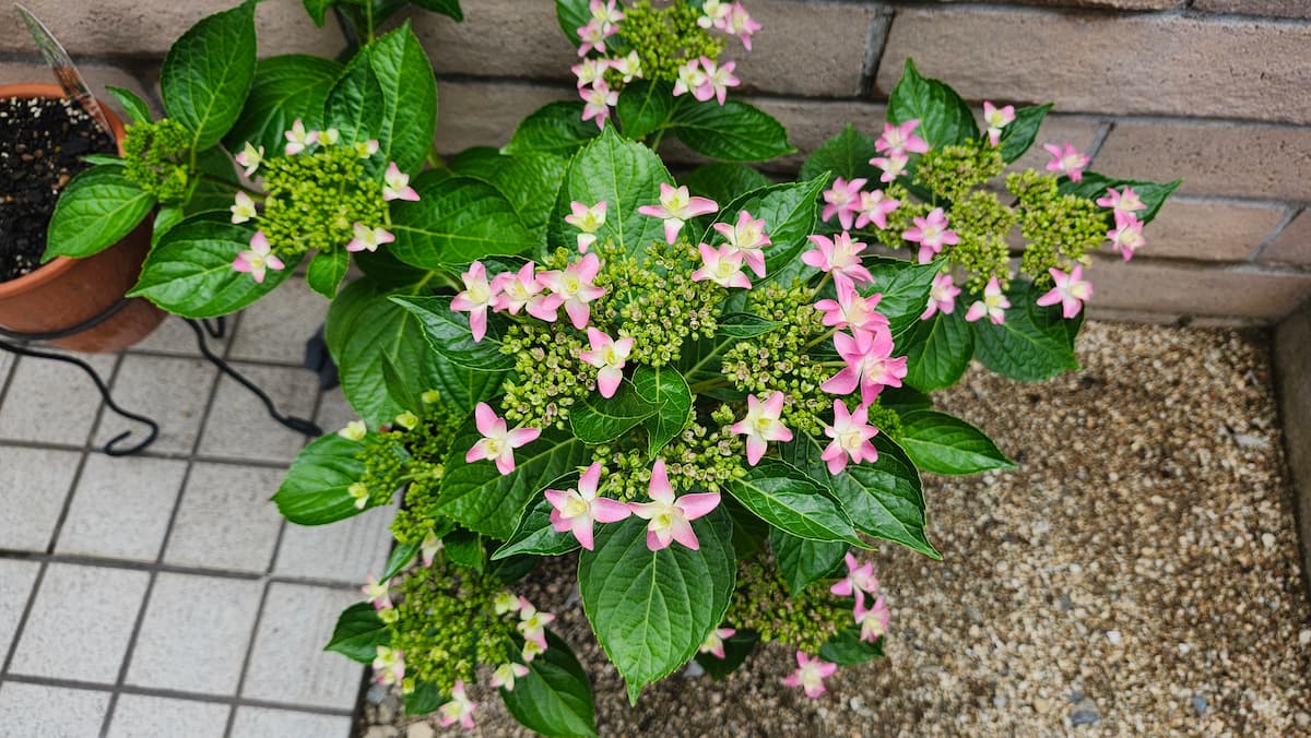 ピンクの紫陽花ダンスパーティーが咲き始めた様子