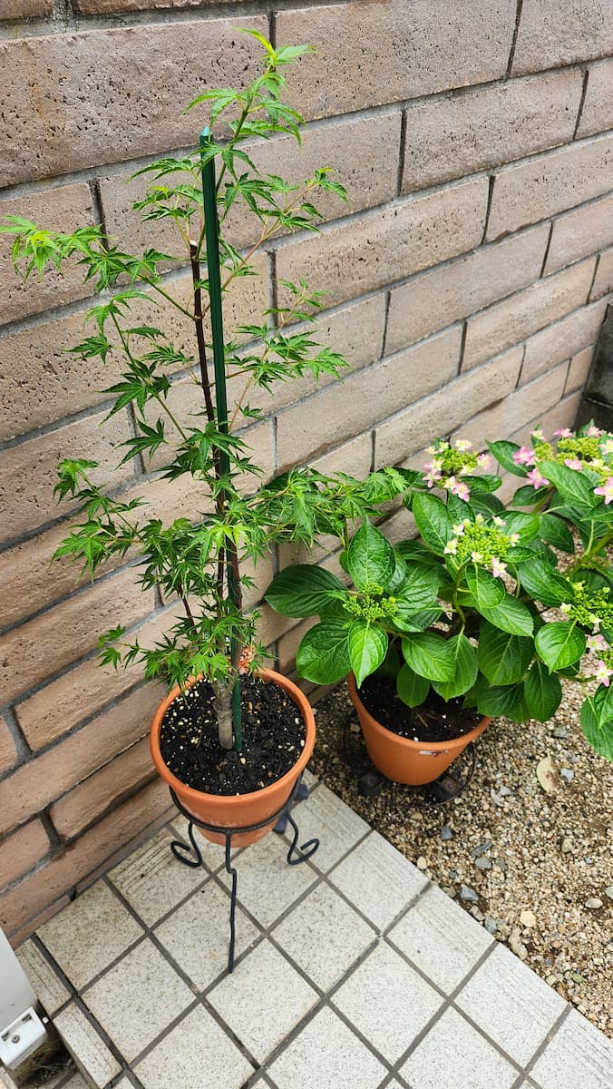 ピンクの紫陽花ダンスパーティーと紅葉