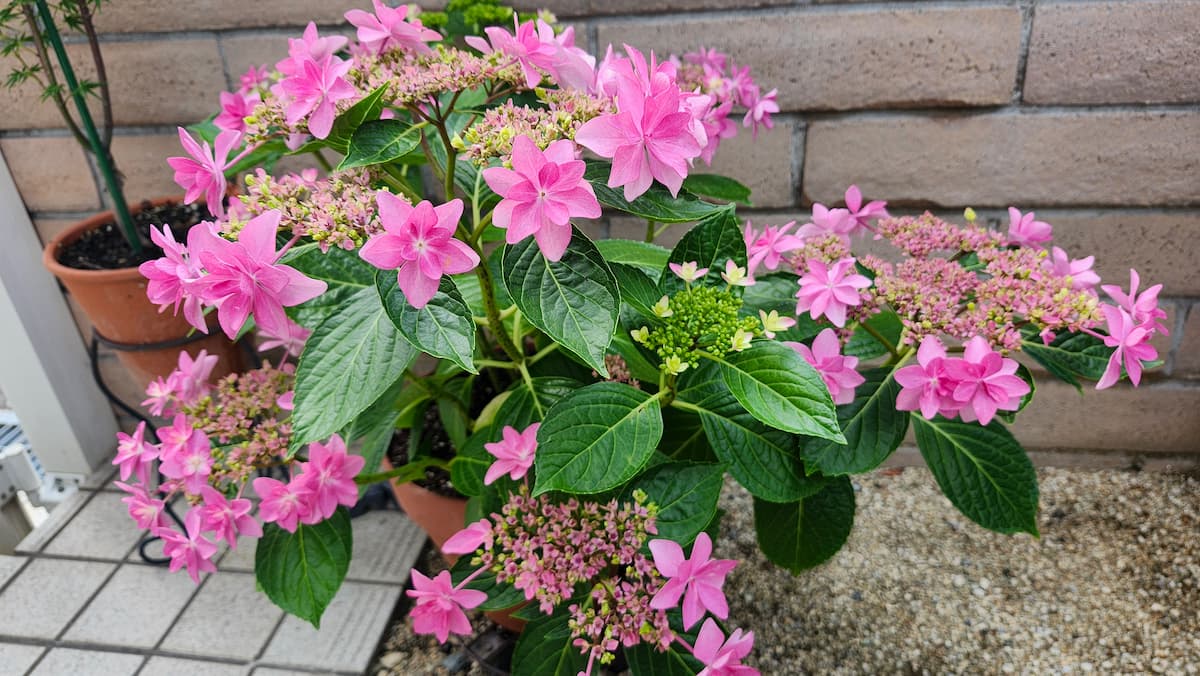 満開のピンク色の紫陽花 ダンスパーティー
