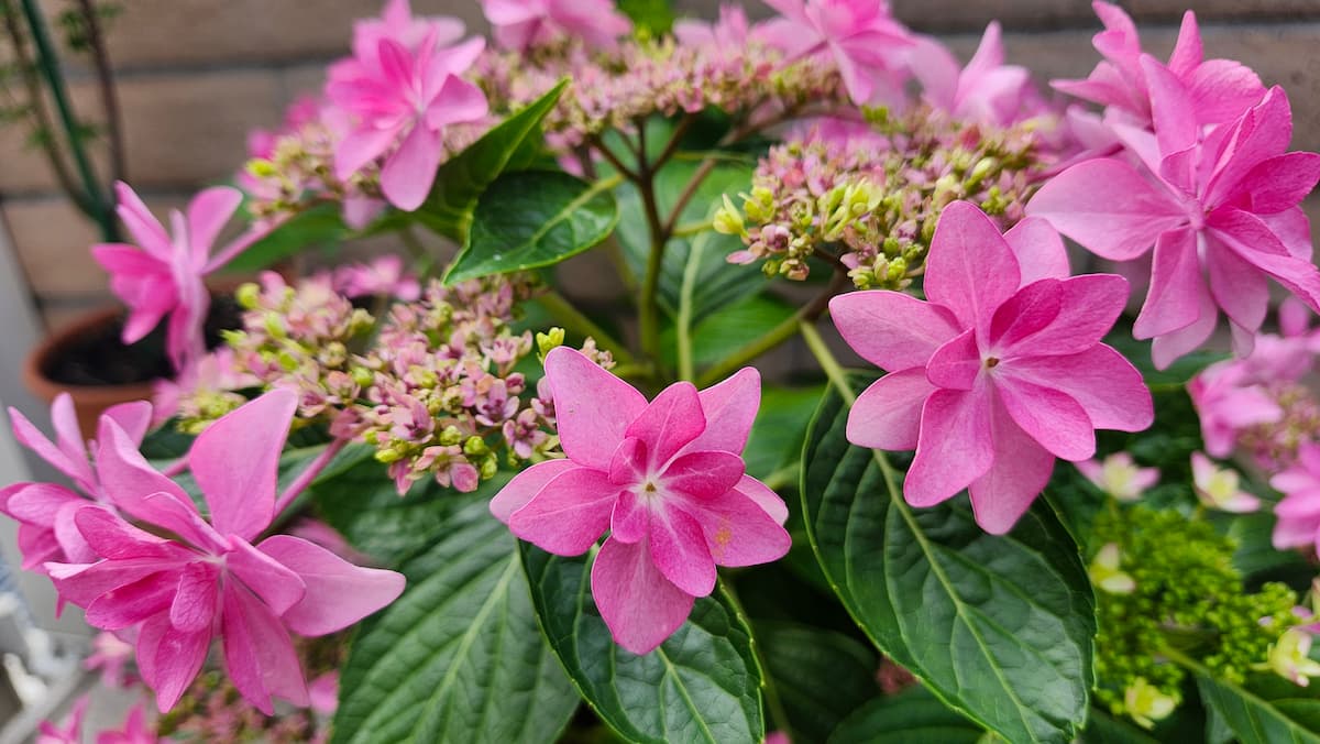 満開のピンク色の紫陽花 ダンスパーティー