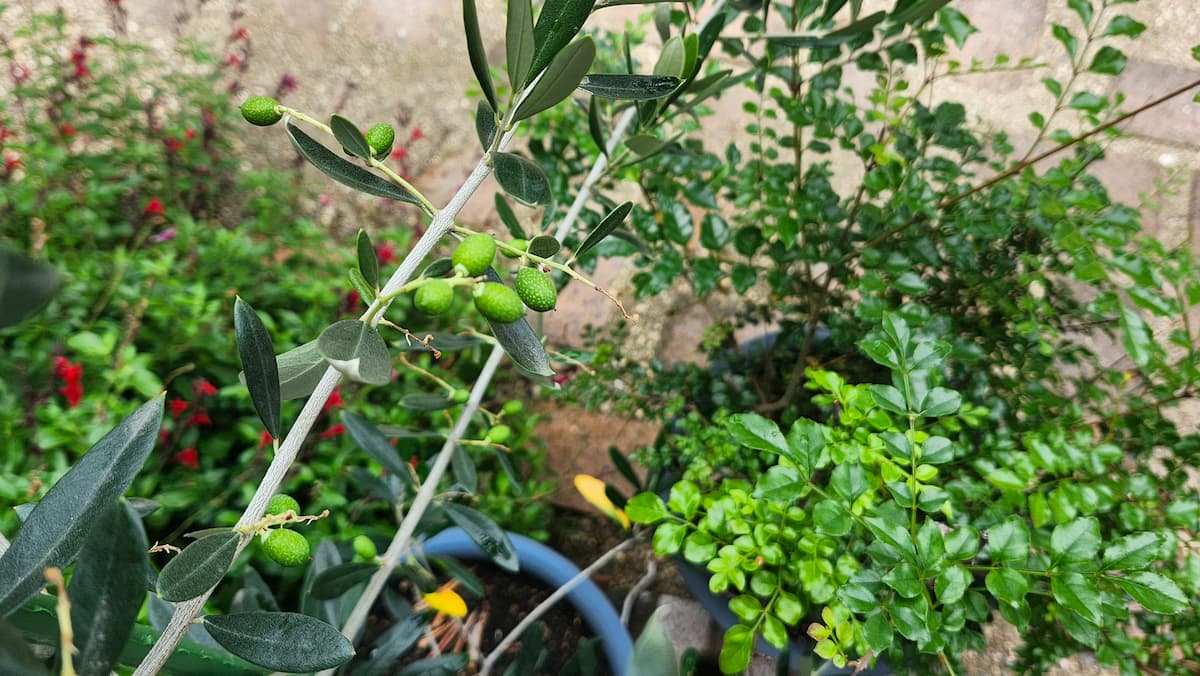 鉢植えのオリーブの木についた小さな実